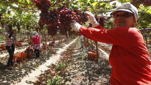 Produção agrícola da Bahia