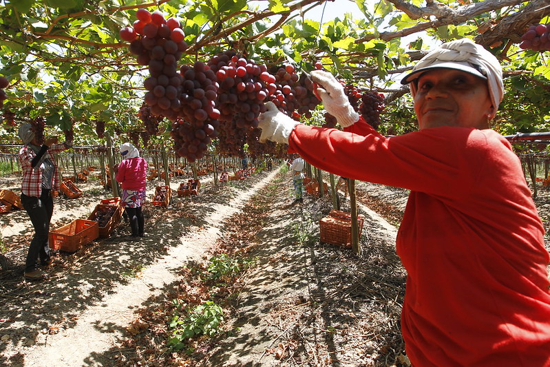 Produção agrícola da Bahia