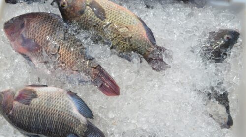 Câmara Setorial da Pesca e Aquicultura da Bahia é criada para desenvolver potencial do setor