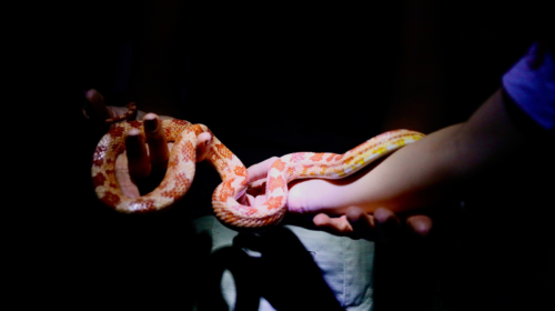 Inscrições para o Zoo Noturno serão abertas nesta terça-feira (27)