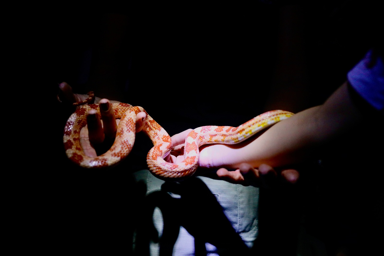 Inscrições para o Zoo Noturno serão abertas nesta terça-feira (27)
